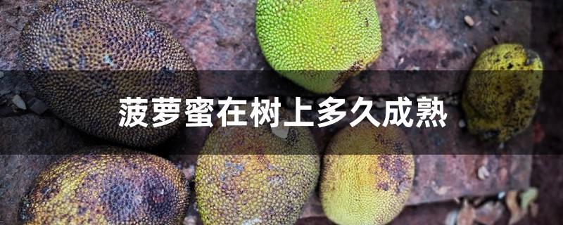 菠萝蜜在树上多久成熟 菠萝蜜在树上多久成熟