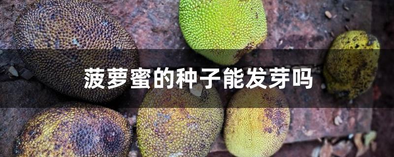 菠萝蜜的种子能发芽吗 菠萝蜜的种子能发芽吗