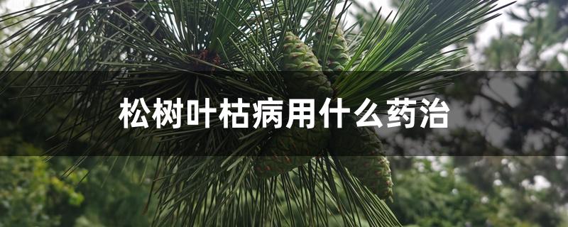 松树叶枯病用什么药治 松树叶枯病用什么药治