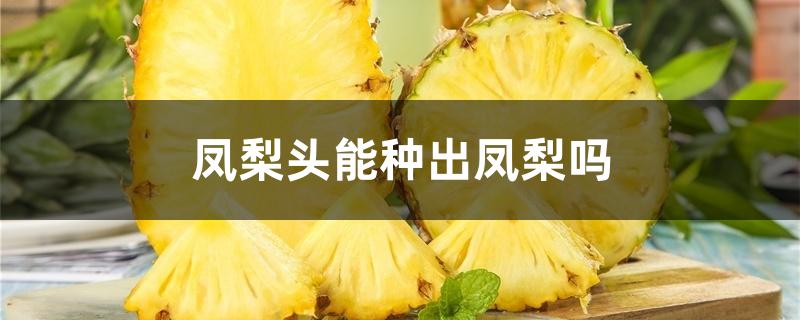 凤梨头能种出凤梨吗 凤梨头能种出凤梨吗