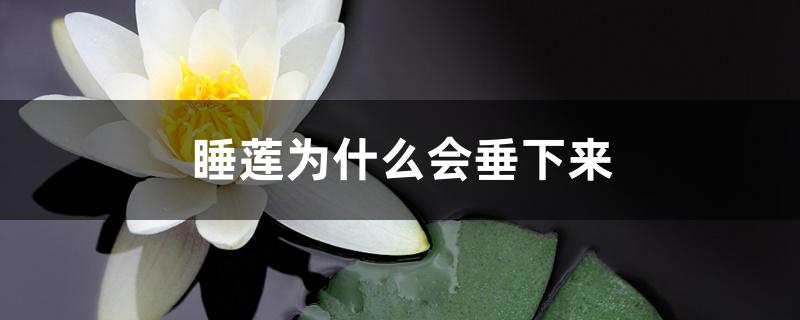 睡莲为什么会垂下来 睡莲为什么会垂下来
