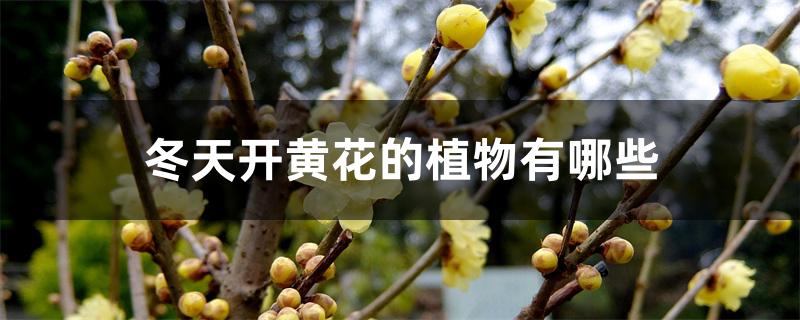 冬天开黄花的植物有哪些 冬天开黄花的植物有哪些