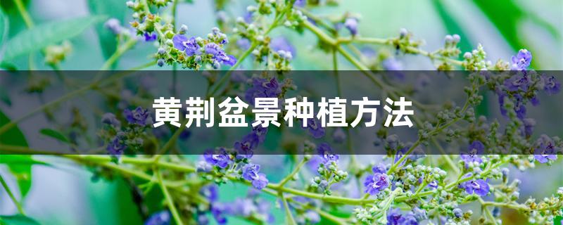 黄荆盆景种植方法 黄荆盆景种植方法