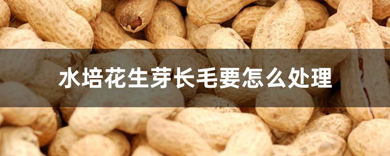 水培花生芽长毛要怎么处理 水培花生芽长毛要怎么处理