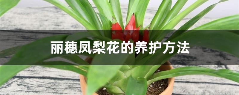 丽穗凤梨花的养护方法 丽穗凤梨花的养护方法