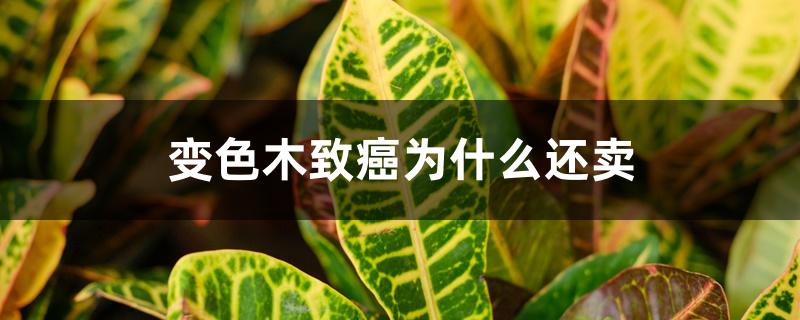 变色木致癌为什么还卖 变色木致癌为什么还卖