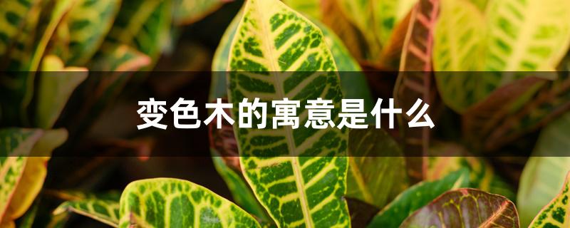 变色木的寓意是什么 变色木的寓意是什么