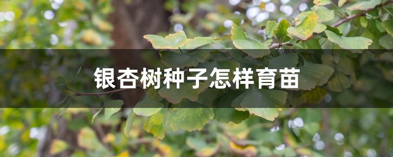 银杏树种子怎样育苗