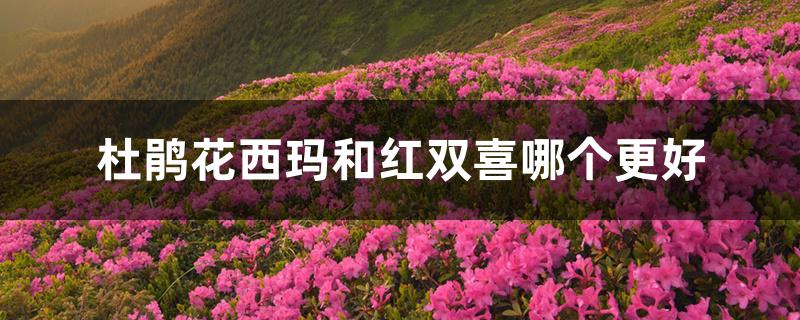 杜鹃花西玛和红双喜哪个更好 杜鹃花西玛和红双喜哪个更好