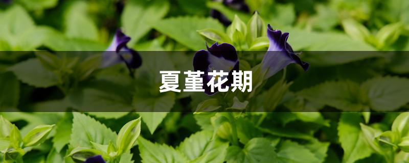 夏堇花期 夏堇花期