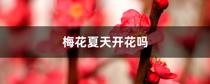 梅花夏天开花吗