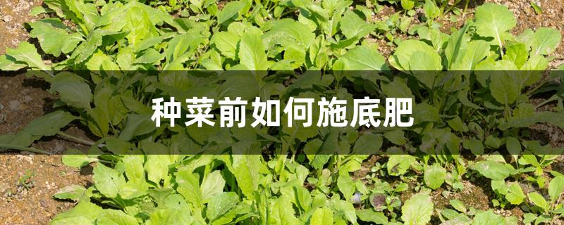 种菜前如何施底肥 种菜前如何施底肥