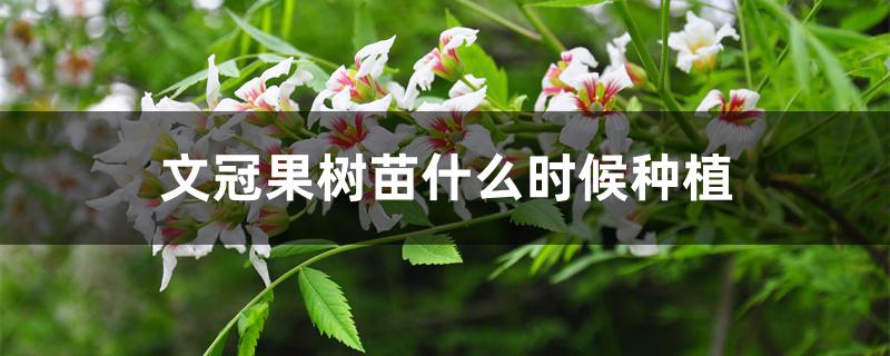 文冠果树苗什么时候种植 文冠果树苗什么时候种植