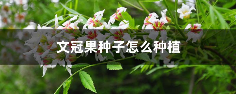 文冠果种子怎么种植 文冠果种子怎么种植