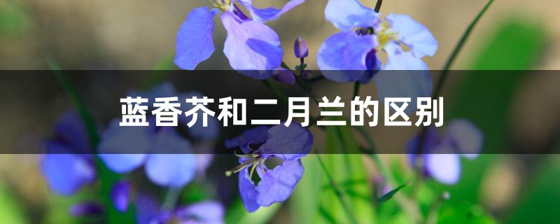蓝香芥和二月兰的区别 蓝香芥和二月兰的区别
