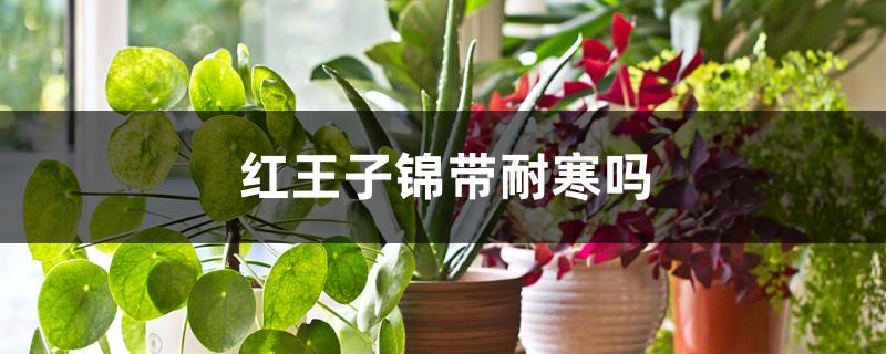 红王子锦带耐寒吗 红王子锦带耐寒吗