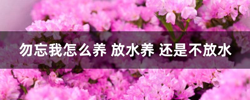 勿忘我怎么养 放水养 还是不放水 勿忘我怎么养 放水养 还是不放水