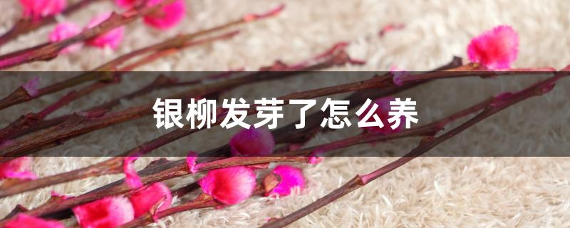 银柳发芽了怎么养 银柳发芽了怎么养
