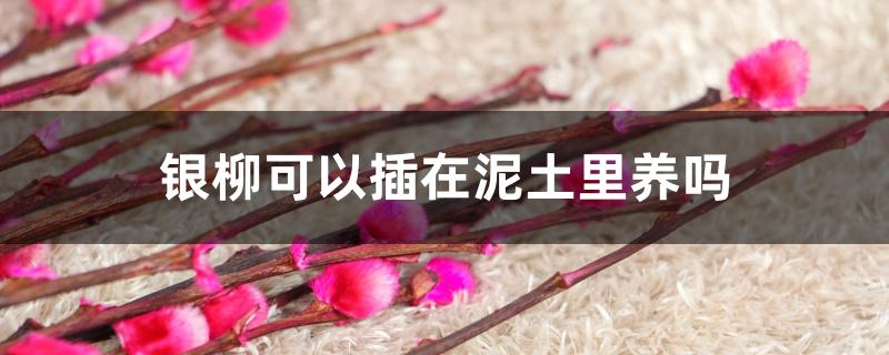 银柳可以插在泥土里养吗 银柳可以插在泥土里养吗