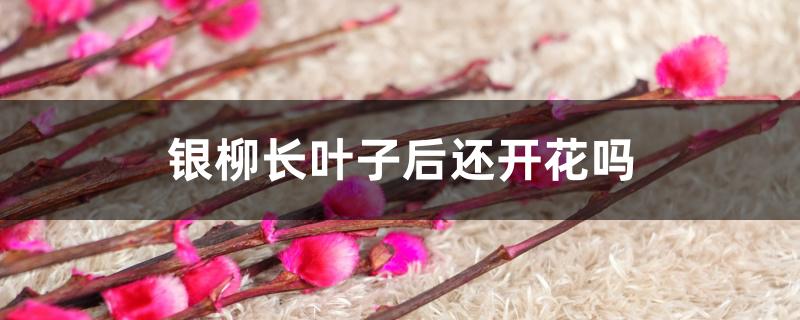 银柳长叶子后还开花吗 银柳长叶子后还开花吗