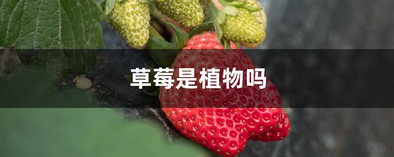 草莓是植物吗 草莓是植物吗