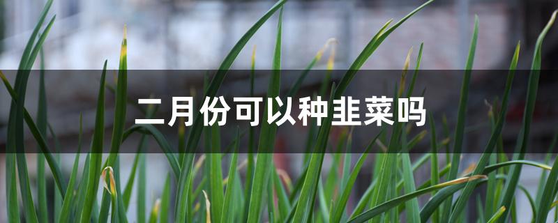 二月份可以种韭菜吗 二月份可以种韭菜吗