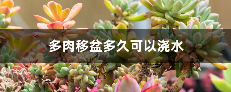 多肉移盆多久可以浇水 多肉移盆多久可以浇水