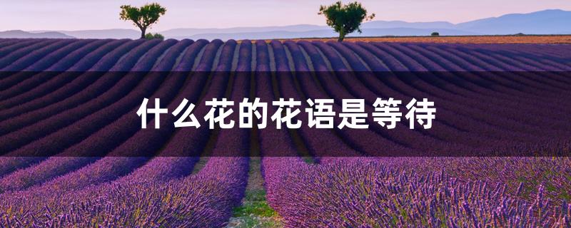 什么花的花语是等待 什么花的花语是等待