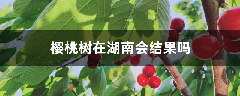 樱桃树在湖南会结果吗 樱桃树在湖南会结果吗