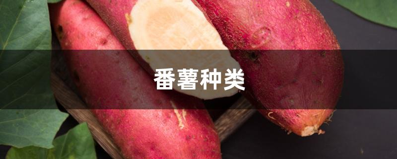 番薯种类 番薯种类