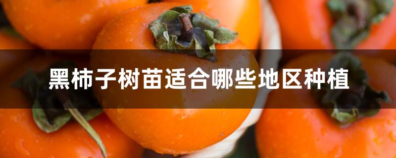 黑柿子树苗适合哪些地区种植 黑柿子树苗适合哪些地区种植