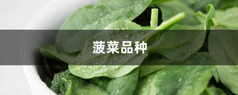 菠菜品种 菠菜品种