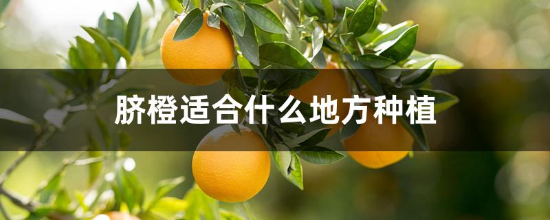 脐橙适合什么地方种植 脐橙适合什么地方种植
