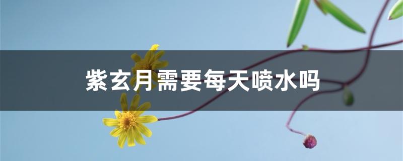 紫玄月需要每天喷水吗 紫玄月需要每天喷水吗
