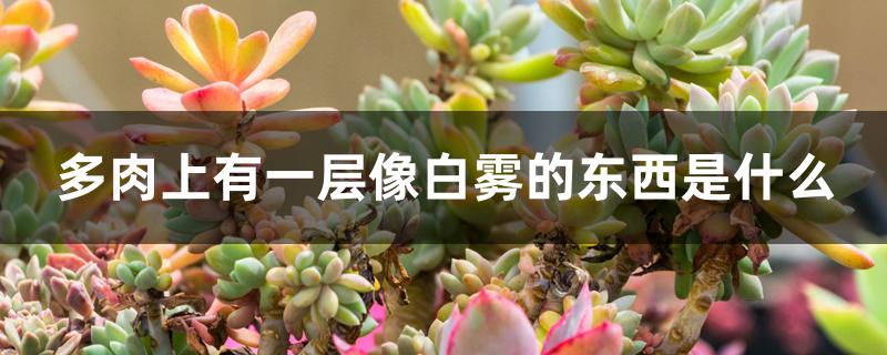 多肉上有一层像白雾的东西是什么 多肉上有一层像白雾的东西是什么