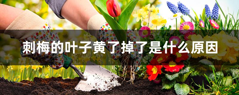 刺梅的叶子黄了掉了是什么原因 刺梅的叶子黄了掉了是什么原因