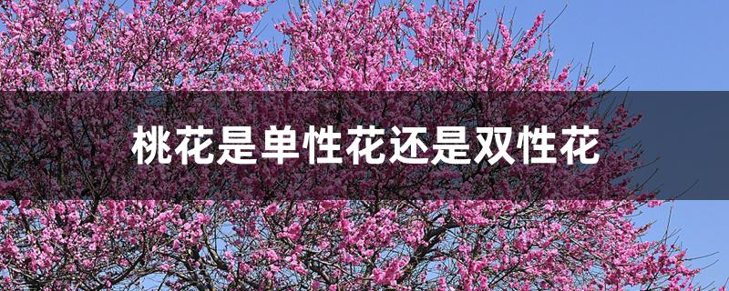 桃花是单性花还是双性花 桃花是单性花还是双性花