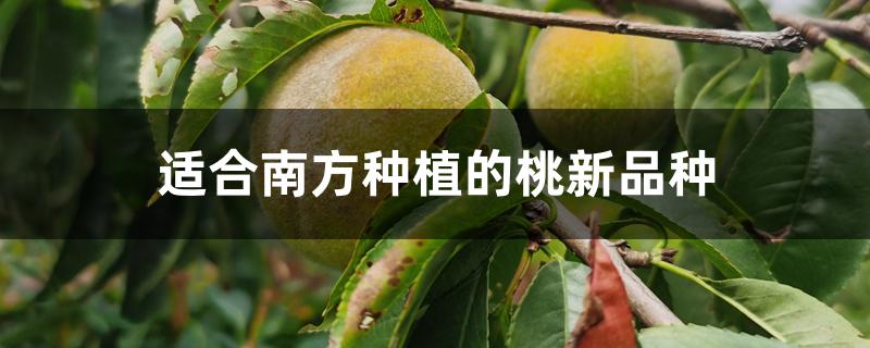 适合南方种植的桃新品种 适合南方种植的桃新品种