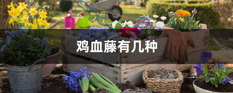 鸡血藤有几种 鸡血藤有几种
