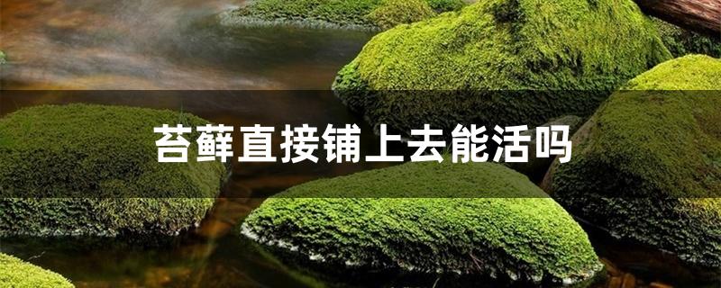 苔藓直接铺上去能活吗 苔藓直接铺上去能活吗