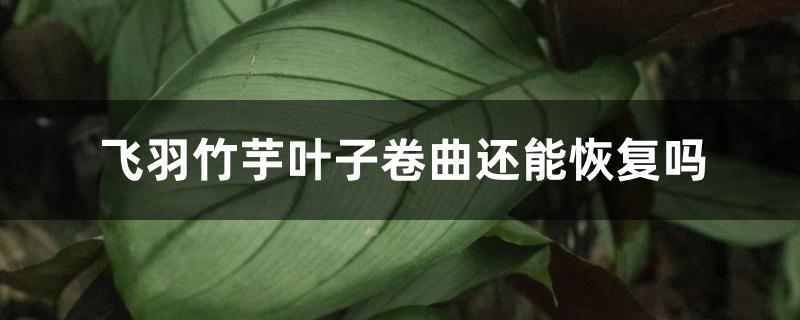 飞羽竹芋叶子卷曲还能恢复吗 飞羽竹芋叶子卷曲还能恢复吗