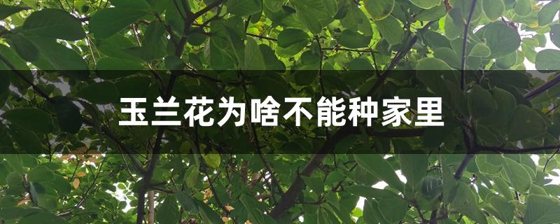 玉兰花为啥不能种家里 玉兰花为啥不能种家里