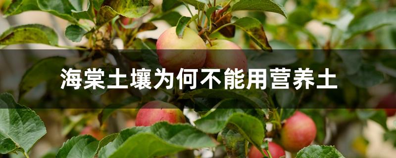 海棠土壤为何不能用营养土 海棠土壤为何不能用营养土