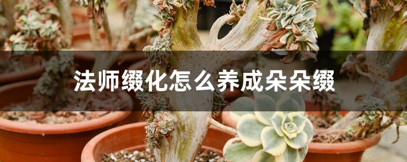 法师缀化怎么养成朵朵缀 法师缀化怎么养成朵朵缀