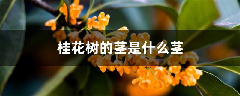 桂花树的茎是什么茎 桂花树的茎是什么茎