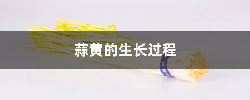蒜黄的生长过程 蒜黄的生长过程