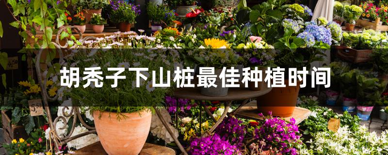 胡秃子下山桩最佳种植时间 胡秃子下山桩最佳种植时间