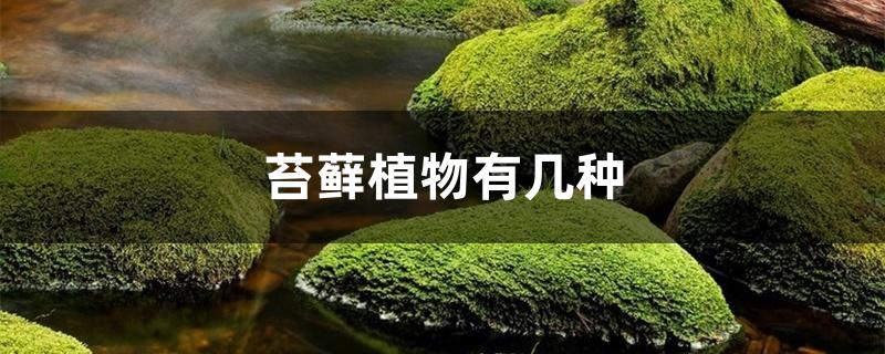苔藓植物有几种 苔藓植物有几种