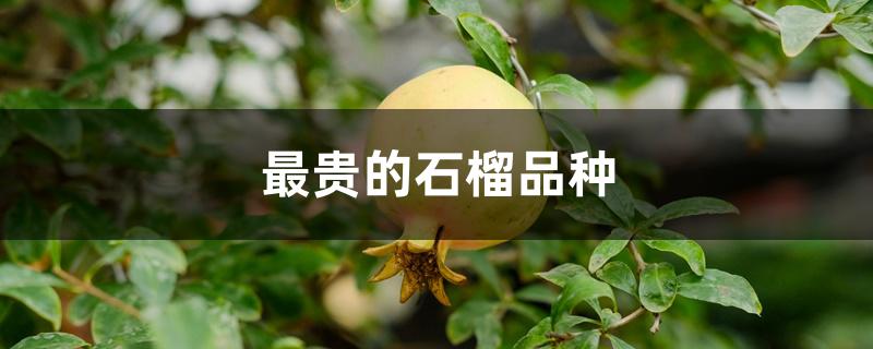 最贵的石榴品种 最贵的石榴品种