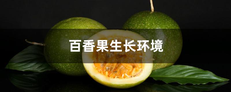 百香果生长环境 百香果生长环境